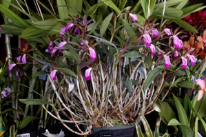 Cattleya dormaniana ‘Sunset Valley Orchids’ CCM/AOS 88 pts.